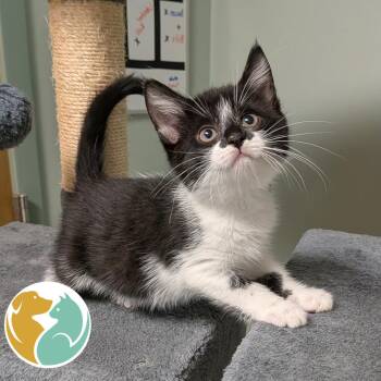 Chloe -  Domestic Short Hair Cat for Adoption in Toledo, Ohio - Chloe | PetCurious