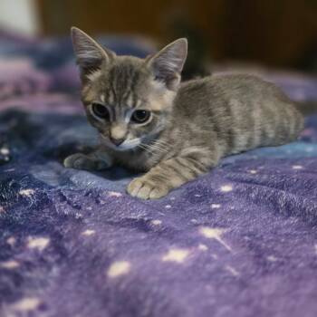Bare Foot PL -  Domestic Short Hair Cat for Adoption in Union, Missouri - Bare Foot PL | PetCurious