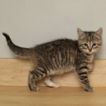 Rescue Domestic Short Hair Cats for Adoption in Minnetonka, Minnesota - Kate Moss C66306 | PetCurious