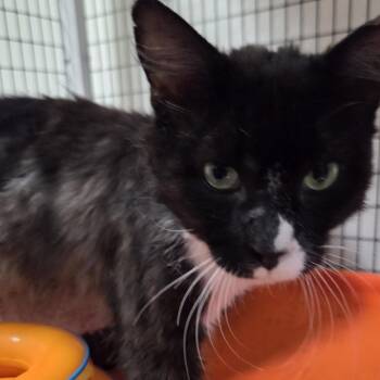 Tommy Boy -  Domestic Medium Hair Cat for Adoption in Belfair, Washington - Tommy Boy | PetCurious