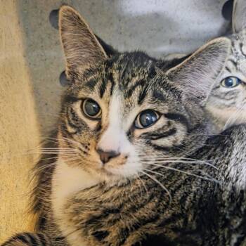 Domestic Short Hair Cats Available for Adoption - Grinch | PetCurious