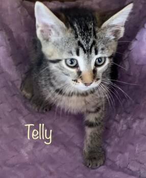 Tabby Cats Available for Adoption in Dixon, California - Telly Monster | PetCurious