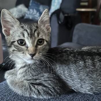 Rescue Domestic Short Hair Cats for Adoption in Austin, Texas - Chamomile AH | PetCurious