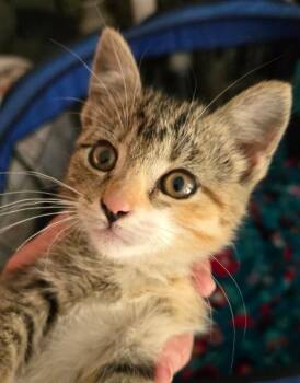 Razzles -  Domestic Short Hair Cat for Adoption in South Bend, Indiana - Razzles | PetCurious