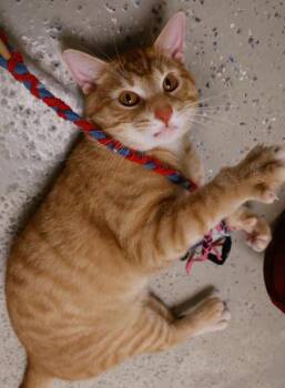 Moto Moto -  Domestic Short Hair Cat for Adoption in Verona, Wisconsin - Moto Moto | PetCurious