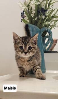 Domestic Short Hair Cats Available for Adoption in Seven Valleys, Pennsylvania - Maisie Tabby | PetCurious