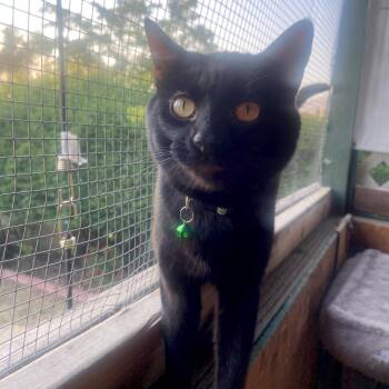 Domestic Short Hair Cats Available for Adoption in Redlands, California - JS 2 | PetCurious