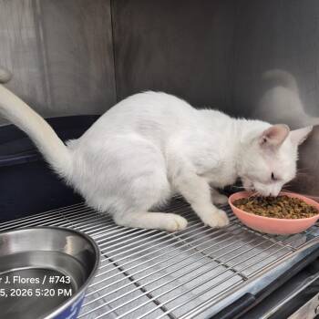 TXAC-Stray-19904 -  Domestic Short Hair Cat for Adoption in Portland, Texas - TXAC-Stray-19904 | PetCurious