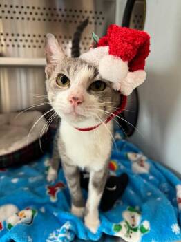 Rescue Tabby Cats for Adoption in Fayetteville, Arkansas - Tinsel | PetCurious