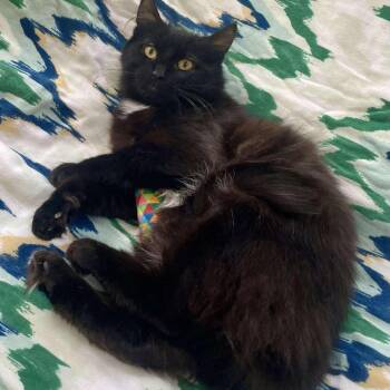 Domestic Medium Hair Cats Available for Adoption in Philadelphia, Pennsylvania - Toto (**Bonded With Yoyo) | PetCurious