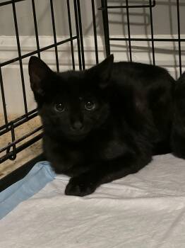 Rescue Domestic Short Hair Cats for Adoption in Miami, Florida - Spidey | PetCurious