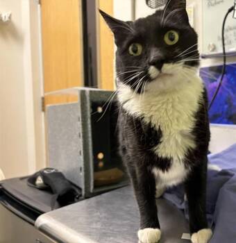 Domestic Short Hair Cats Available for Adoption in Pueblo, Colorado - PEPPER | PetCurious