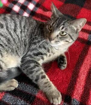 Domestic Short Hair Cats Available for Adoption in Liverpool, Texas - Jax | PetCurious