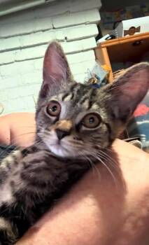 Eddie -  Domestic Short Hair Cat for Adoption in Indianapolis, Indiana - Eddie | PetCurious
