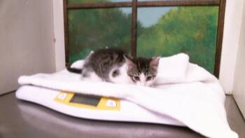 A2098408 -  Domestic Short Hair Cat for Adoption in Houston, Texas - A2098408 | PetCurious