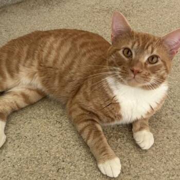 Rusty -  Domestic Short Hair Cat for Adoption in Westbrook, Connecticut - Rusty | PetCurious