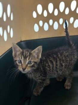 Nolan 646-26 -  Domestic Short Hair Cat for Adoption in Cumming, Georgia - Nolan 646-26 | PetCurious