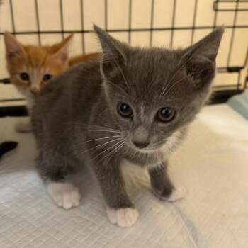 Spade -  Domestic Short Hair Cat for Adoption in Redwood City, California - Spade | PetCurious