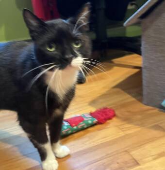 Domestic Short Hair Cats Available for Adoption in Mayfield, New York - Rosie | PetCurious