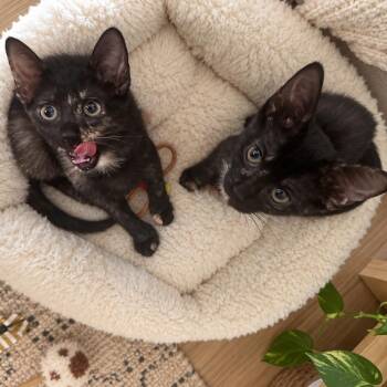 Eleanor & Agnes -  Domestic Short Hair Cat for Adoption in Pompano Beach, Florida - Eleanor & Agnes | PetCurious