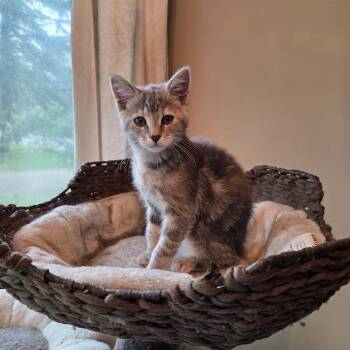 Domestic Short Hair Cats Available for Adoption in Minneapolis, Minnesota - Gatsby | PetCurious