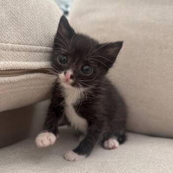 Over the Moon 14 -  Domestic Short Hair Cat for Adoption in Austin, Texas - Over The Moon 14 | PetCurious