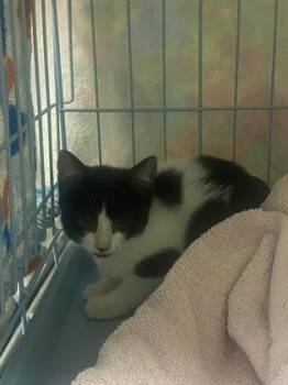 Holstein -  Domestic Short Hair Cat for Adoption in Gainesville, Florida - Holstein | PetCurious