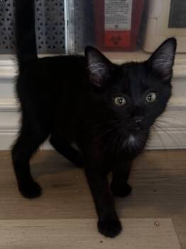 Prince Phillip -  Domestic Short Hair Cat for Adoption in Seal Beach, California - Prince Phillip | PetCurious