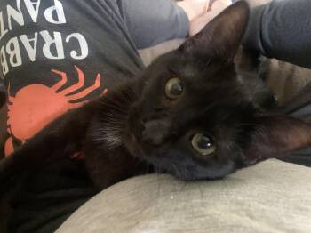 Rescue Domestic Short Hair Cats for Adoption in Independence, Iowa - Elvira | PetCurious