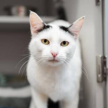 Domestic Short Hair Cats Available for Adoption in Atlanta, Georgia - Fedora | PetCurious