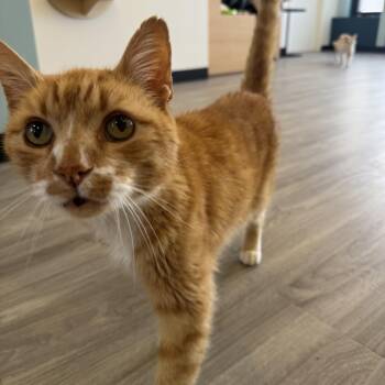 Domestic Short Hair Cats Available for Adoption in Los Angeles, California - Gerald  | PetCurious