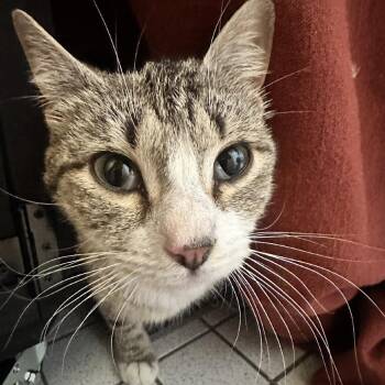 Domestic Short Hair Cats Available for Adoption in New York, New York - Idaho (Ida) | PetCurious