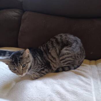 Aggie -  Domestic Short Hair Cat for Adoption in Folsom, Louisiana - Aggie | PetCurious