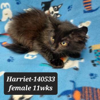 Harriet -  Domestic Short Hair Cat for Adoption in New Tazewell, Tennessee - Harriet | PetCurious