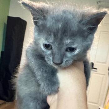Domestic Short Hair Cats Available for Adoption in Tampa, Florida - Niobe | PetCurious