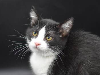 Etta -  Domestic Short Hair Cat for Adoption in Portland, Oregon - Etta | PetCurious