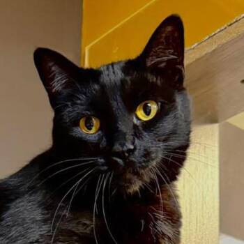 Binx -  Domestic Short Hair Cat for Adoption in Crystal Lake, Illinois - Binx | PetCurious