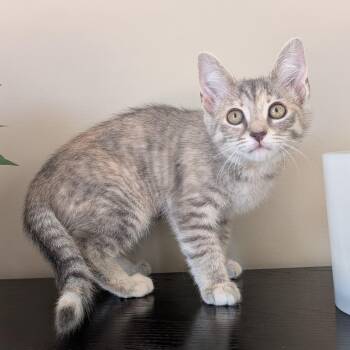 Indra -  Domestic Short Hair Cat for Adoption in Richmond, Virginia - Indra | PetCurious