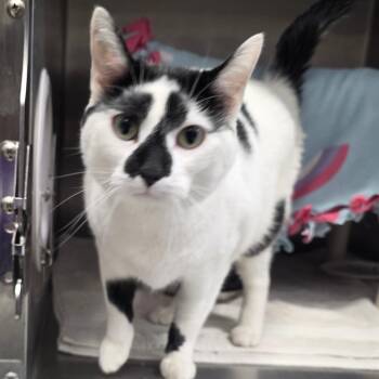 Toby -  Domestic Short Hair Cat for Adoption in Fort Wayne, Indiana - Toby | PetCurious