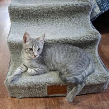 Rook -  Domestic Short Hair Cat for Adoption in Rocky Mount, Virginia - Rook | PetCurious