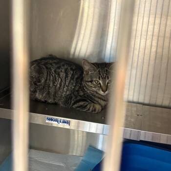 Jeanne -  Domestic Short Hair Cat Available for Adoption in Pennsville Township, New Jersey - Jeanne | PetCurious