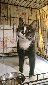Rescue Domestic Short Hair Cats for Adoption in New York, New York - ZIGGY N ~ The Tiny Tuxedo | PetCurious