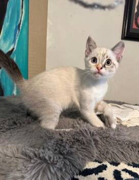 Siamese Cats Available for Adoption in Temecula, California - Sapphire  | PetCurious