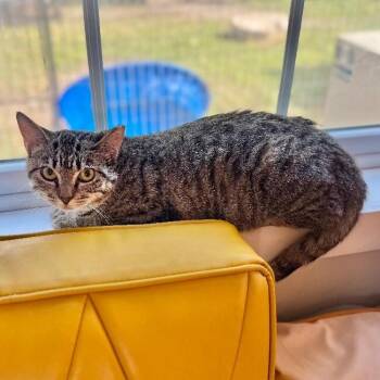 Sage Delgado -  Tabby and Domestic Short Hair Cat for Adoption in Friendswood, Texas - Sage Delgado | PetCurious