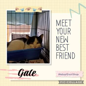 Domestic Short Hair Cats Available for Adoption - Gale | PetCurious