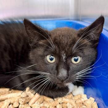 Joshua -  Domestic Short Hair Cat for Adoption in Oakland, California - Joshua | PetCurious
