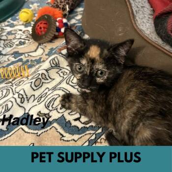 Hadley -  Domestic Short Hair Cat for Adoption in Lakewood, Colorado - Hadley | PetCurious