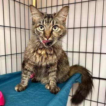 Bordeaux -  Domestic Medium Hair Cat for Adoption in Candler, North Carolina - Bordeaux | PetCurious