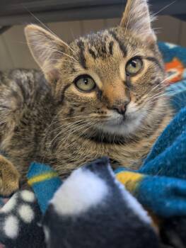 Rescue Domestic Short Hair Cats for Adoption in Washington, Pennsylvania - My. Dew | PetCurious