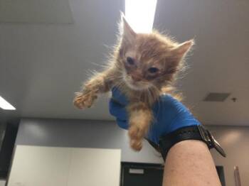 Domestic Medium Hair Cats Available for Adoption in Thousand Palms, California - A1916673 | PetCurious